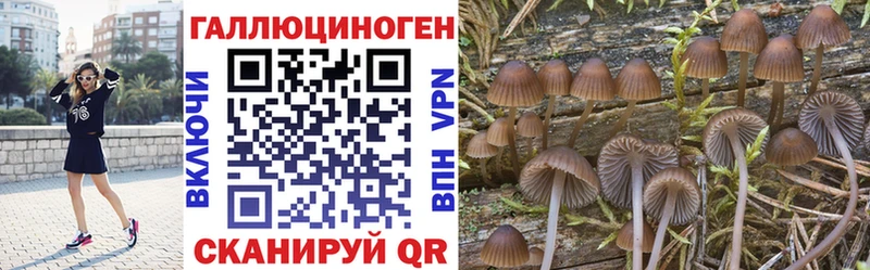 Купить закладки  Абаза  Псилоцибиновые грибы Psilocybe 